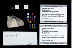 Foto (Objekt + Etikett) von Discutiolira sp.  (NHMW-GEO-1990-0041-2955)